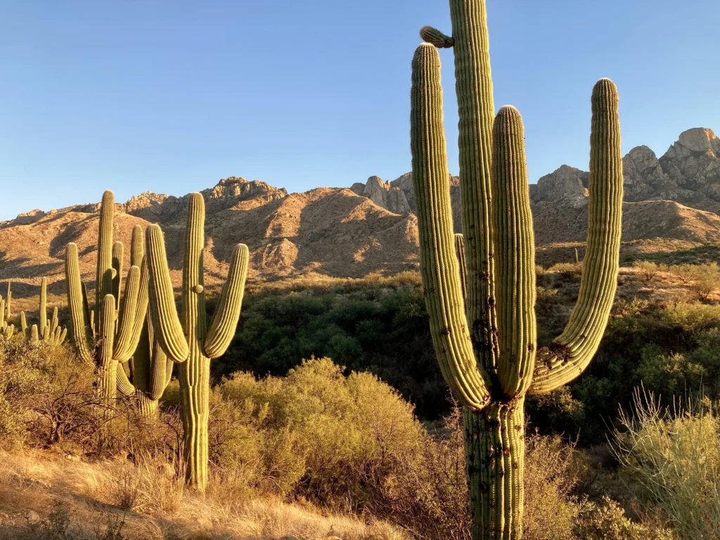 7 Top Tips for Tucson Van Life