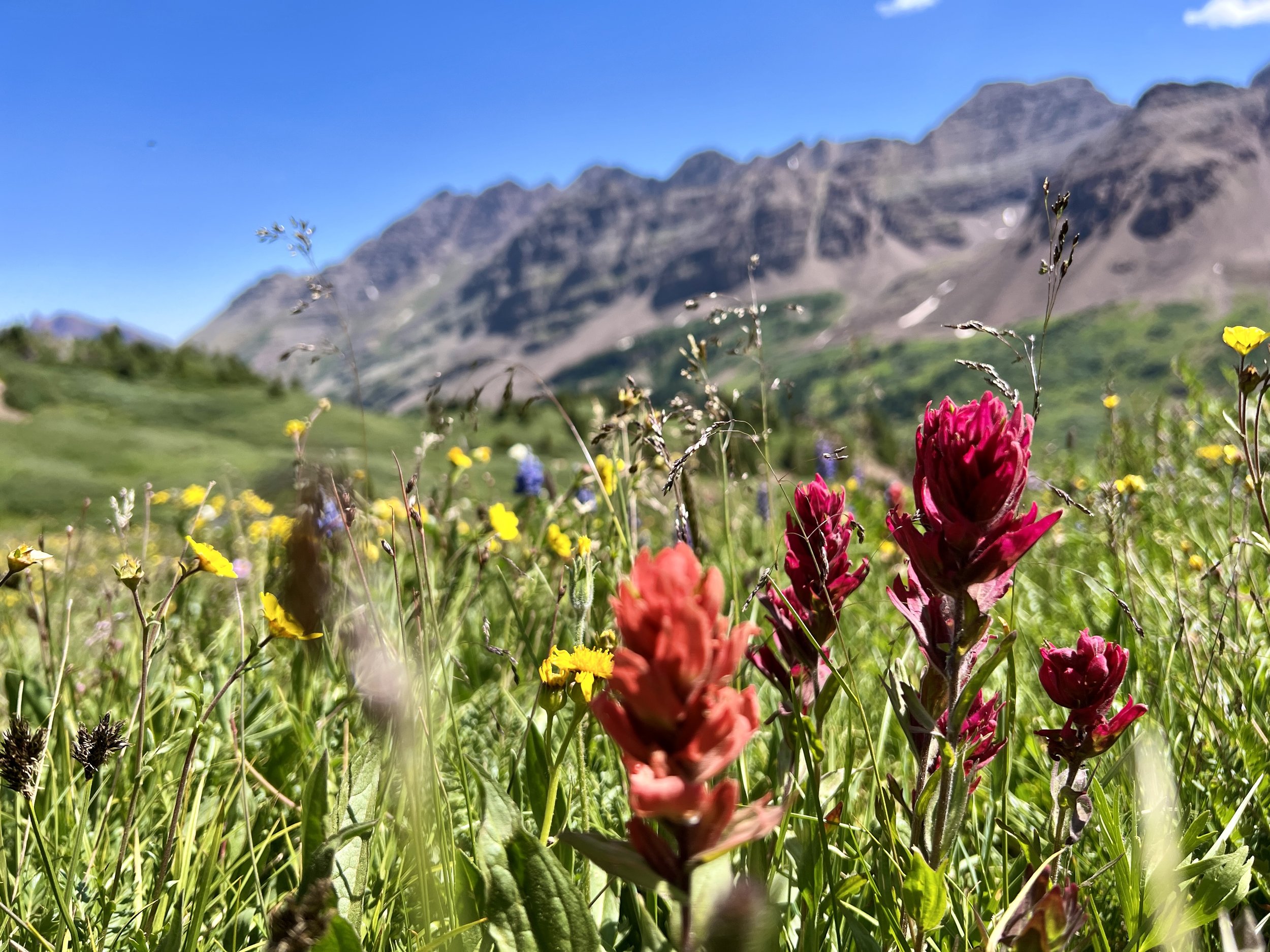  Here are some wildflowers so the ending seems less harsh.  