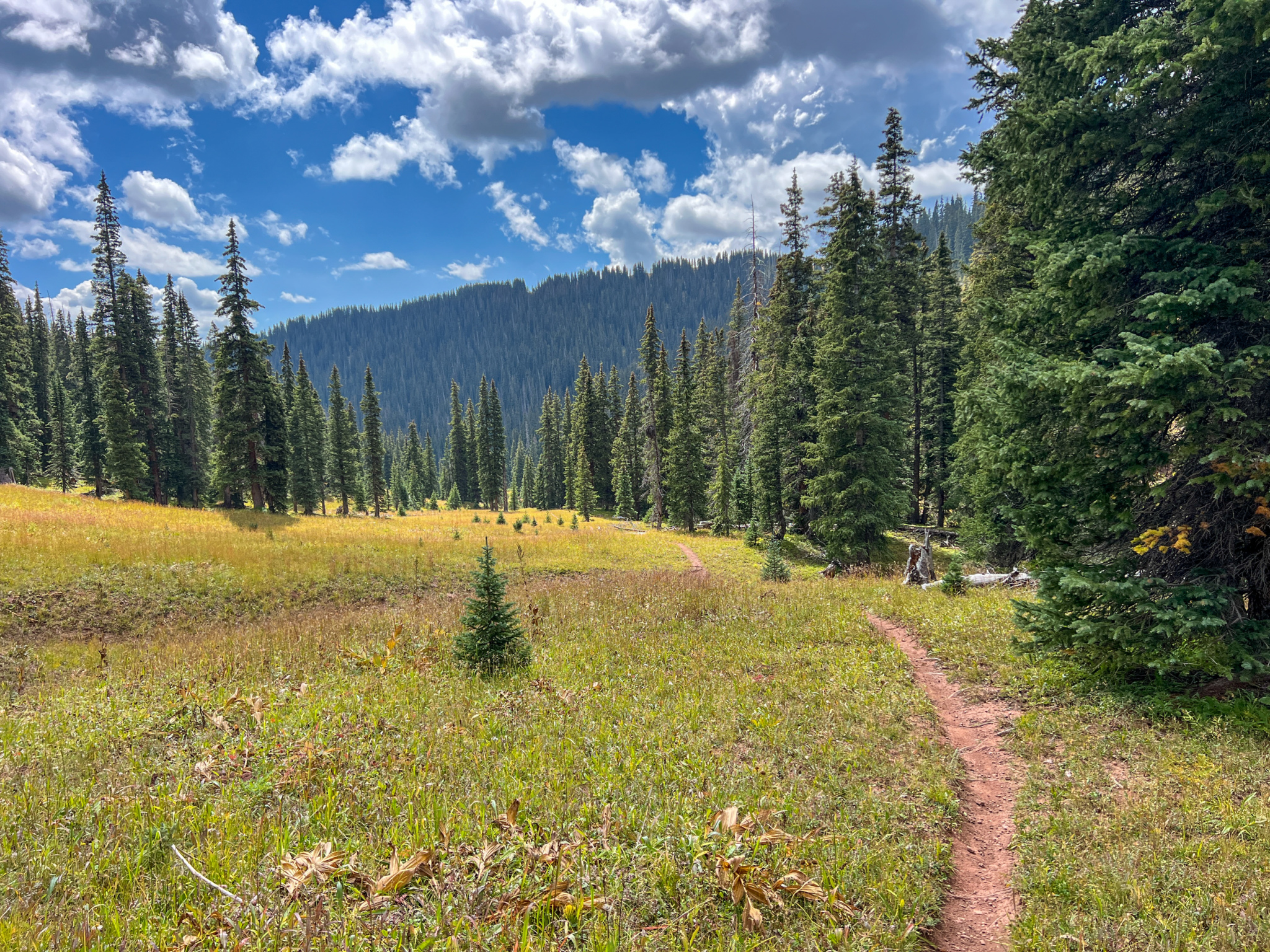 A scenic view of a lush green meadow surrounded by tall evergreen trees, with a winding dirt path leading through the grass. The sky is partly cloudy, and a mountainous backdrop can be seen in the distance.