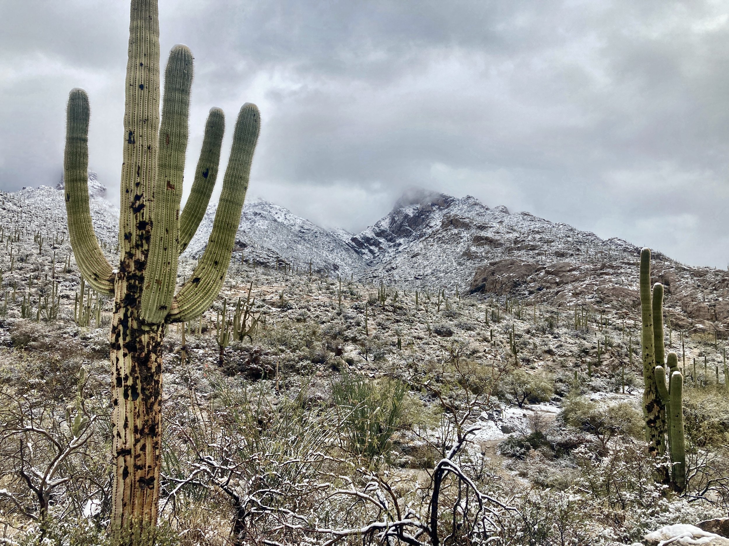   Tucson, Arizona  