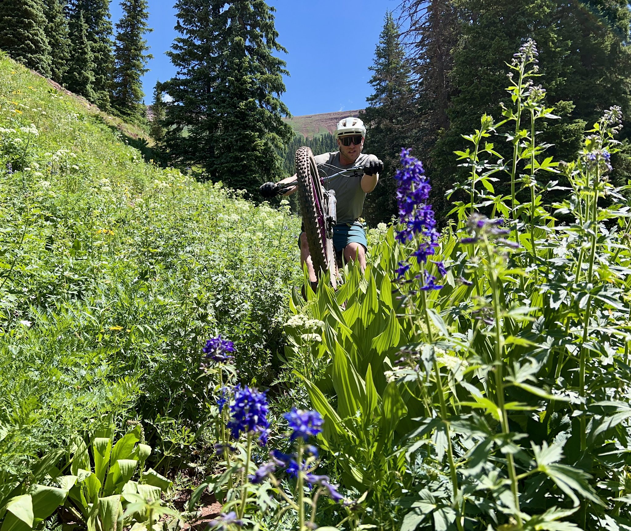 A mountain biker rides through waist-high wildflowers, purple larkspur and green corn lilies crowding the trail on a sunlit slope below evergreens.