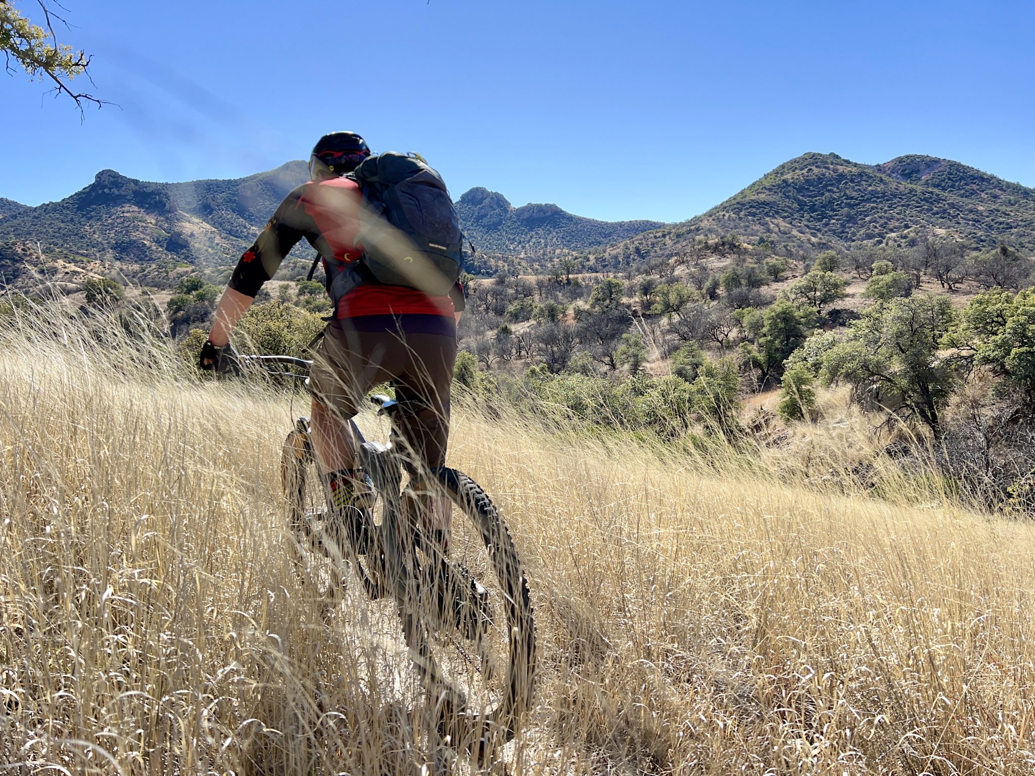 A mountain biker rides away from the camera through tall golden grass on a desert singletrack, with rounded green peaks under a clear sky ahead.